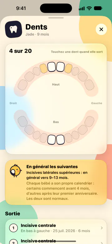 Schéma des dents
