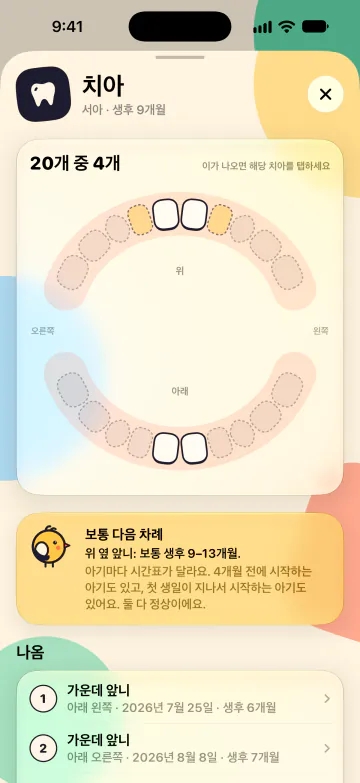 치아 차트